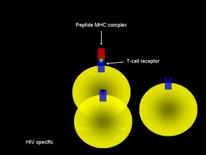 Peptide MHC complex Tcell receptor Antigen specific Tcell