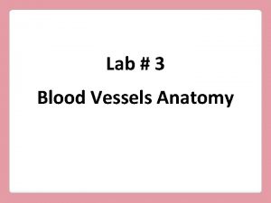Lab 3 Blood Vessels Anatomy Blood Vessels Pulmonary