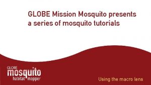 GLOBE Mission Mosquito presents a series of mosquito