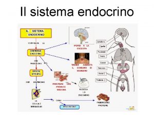 Il sistema endocrino Le ghiandole endocrine Le principali