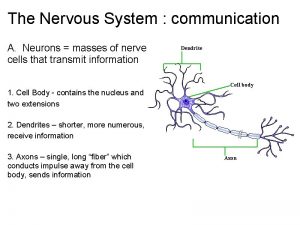 The Nervous System communication A Neurons masses of