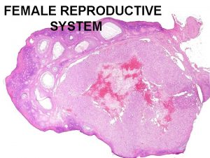 FEMALE REPRODUCTIVE SYSTEM FEMALE REPRODUCTIVE SYSTEM TO REVIEW
