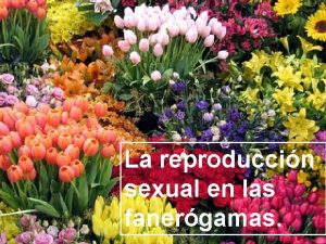 La reproduccin sexual en las fanergamas La reproduccin