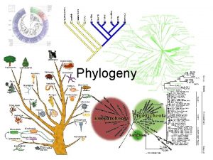 Building vocabulary: phylogenies