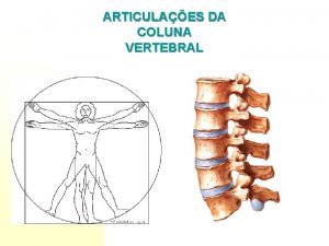 ARTICULAES DA COLUNA VERTEBRAL A coluna vertebral tem