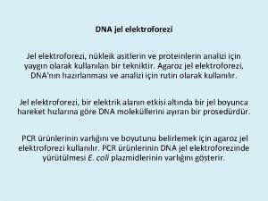 DNA jel elektroforezi Jel elektroforezi nkleik asitlerin ve
