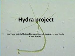 Hydra project By Theo Saigh Quinn Rogers Abigail