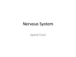 Nervous System Spinal Cord Spinal Cord Cross Section