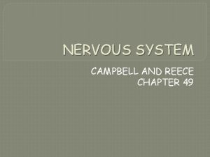 NERVOUS SYSTEM CAMPBELL AND REECE CHAPTER 49 Nervous