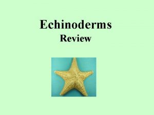 Echinoderms Review Starfish belong in the Animalia KINGDOM