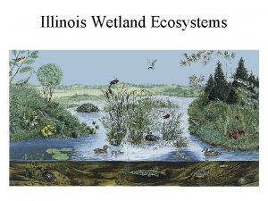 Illinois Wetland Ecosystems Wetland Plant Types Prairie Pothole
