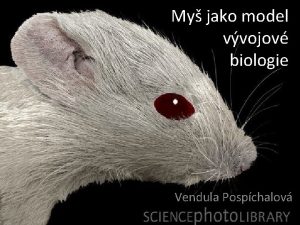 My jako model vvojov biologie Vendula Pospchalov Modelov