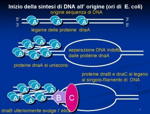 Inizio della sintesi di DNA all origine ori