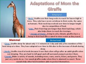 Structural adaptations of a giraffe