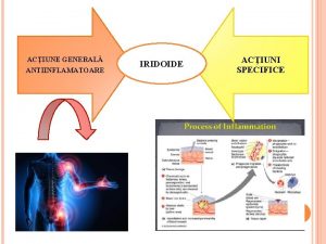 ACIUNE GENERAL ANTIINFLAMATOARE IRIDOIDE ACIUNI SPECIFICE Plantago sp