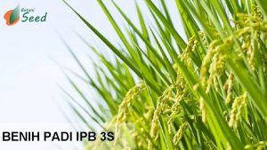 BENIH PADI IPB 3 S PERMASALAHAN Produktivitas padi