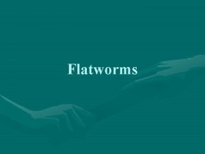 Flatworms bilateral symmetry