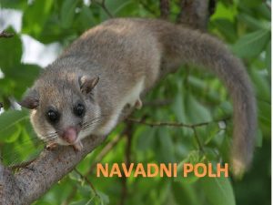 Navadni polh