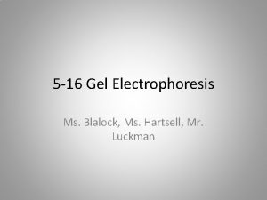5 16 Gel Electrophoresis Ms Blalock Ms Hartsell