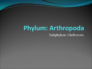 Subphylum chelicerata characteristics