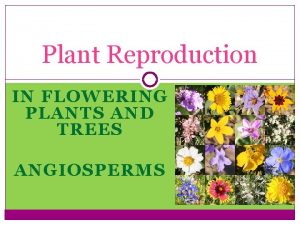 Plant Reproduction IN FLOWERING PLANTS AND TREES ANGIOSPERMS