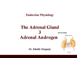 Endocrine Physiology The Adrenal Gland 3 Adrenal Androgens