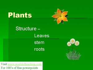 Plants Structure Leaves stem roots Visit www worldofteaching