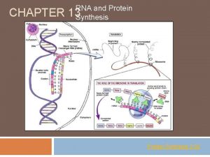 CHAPTER RNA and Protein 13 Synthesis Protein Synthesis
