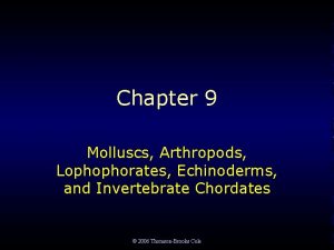 Chapter 9 Molluscs Arthropods Lophophorates Echinoderms and Invertebrate