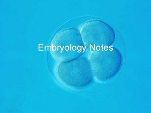 Embryology Notes Embryology Development of a multicellular animal