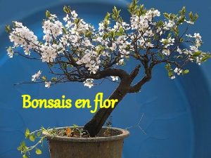 Bonsais en flor Todas las cosas fingidas caen