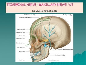 TRIGEMINAL NERVE MAXILLARY NERVE V2 DR GALLATZ KATALIN