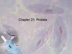 Chapter 21 Protista The Kingdom Protista A What