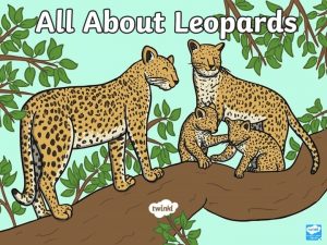 What do leopards look like