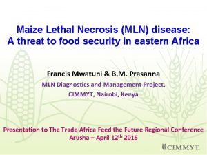 Maize Lethal Necrosis MLN disease A threat to
