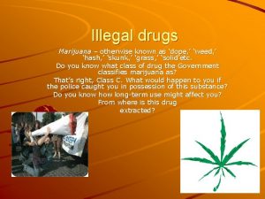 Illegal drugs Marijuana otherwise known as dope weed