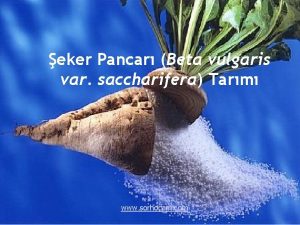 eker Pancar Beta vulgaris var saccharifera Tarm www