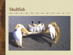 Shellfish Shellfish Second largest category of seafood Shells