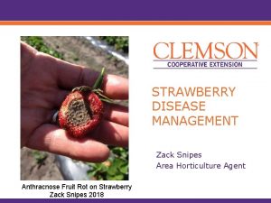 STRAWBERRY DISEASE MANAGEMENT Zack Snipes Area Horticulture Agent