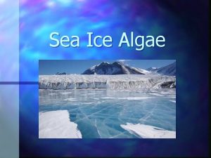 Sea Ice Algae The Polar Regions n Antarctic