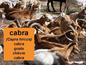 cabra Capra hircus cabra goats chvre cabra A