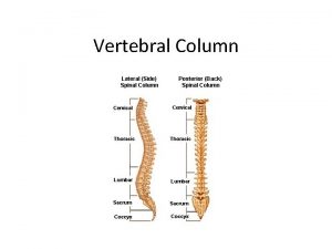 Vertebral Column Vertebral Column Spine Extends from the