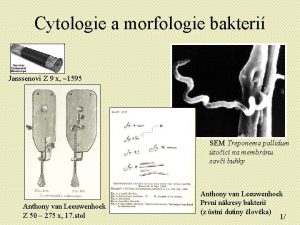 Cytologie a morfologie bakteri Janssenovi Z 9 x