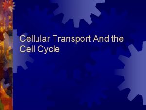 Cellular Transport And the Cell Cycle Diffusion At