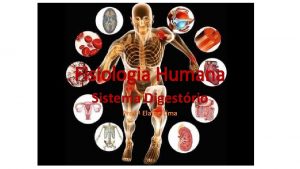 Fisiologia Humana Sistema Digestrio Prof Elaine Lima A