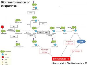 Biotransformation of thiopurines Stocco et al J Clin