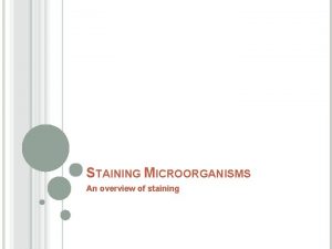 STAINING MICROORGANISMS An overview of staining STAINING Coloring