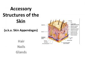 Accessory Structures of the Skin a k a