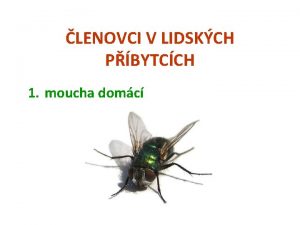 LENOVCI V LIDSKCH PBYTCCH 1 moucha domc LENOVCI