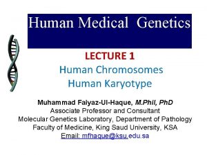 Human Medical Genetics LECTURE 1 Human Chromosomes Human